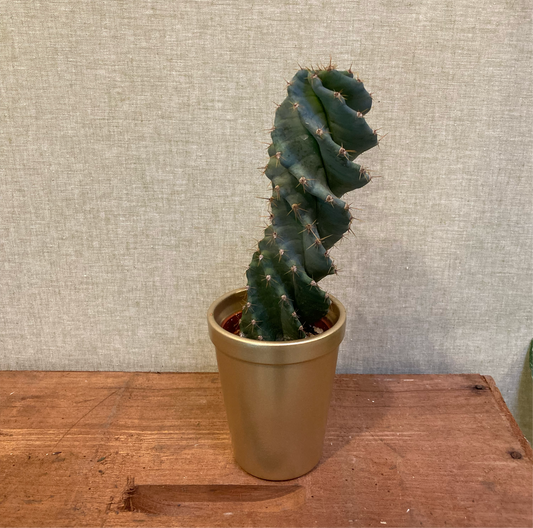 Spiral Cactus - 3.25"