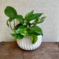 Pothos Marble Queen