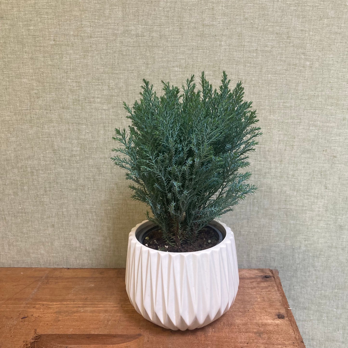 Cypress Moonlit Tree 4” pot