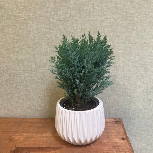 Cypress Moonlit Tree 4” pot