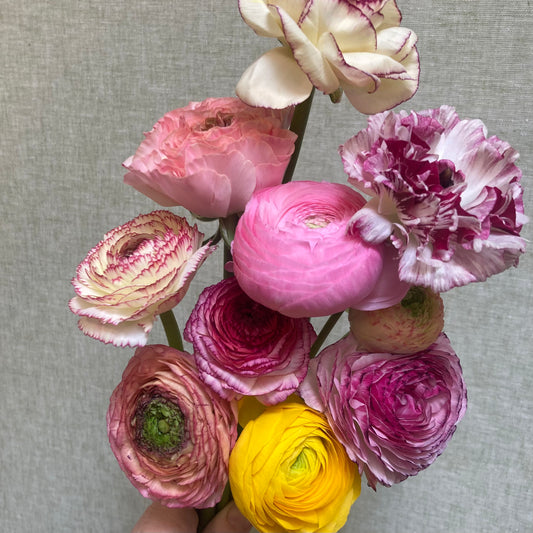 Ranunculus bunch