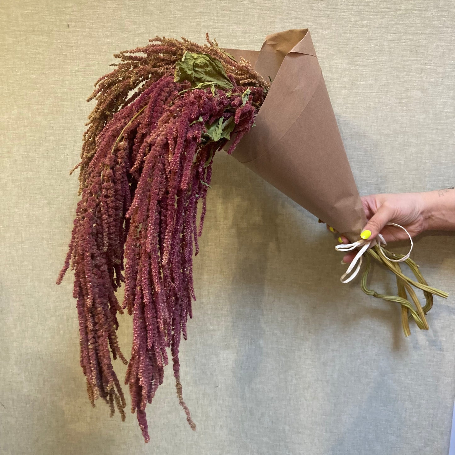 Dried Amaranth bunch