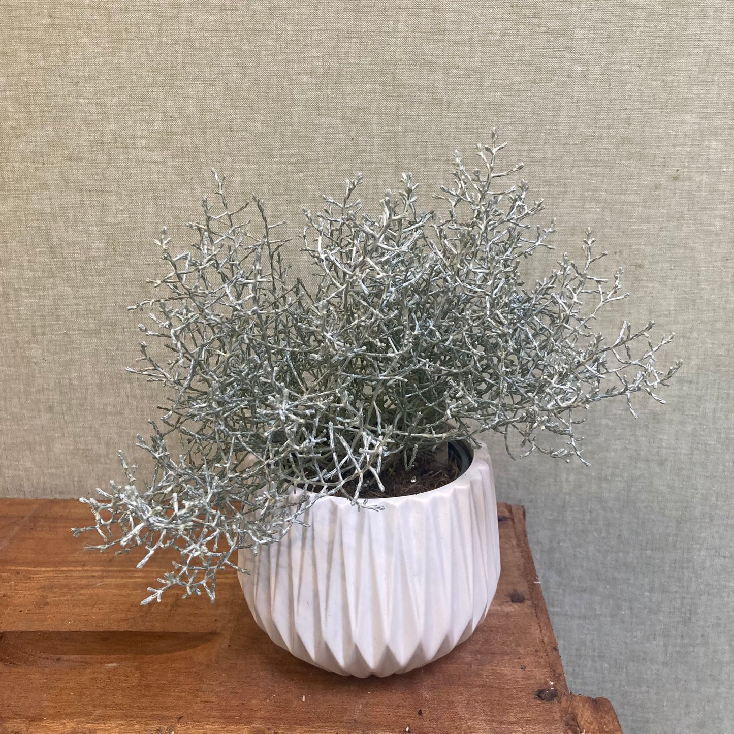 Festive Silver bush (Calocephalus) 4” pot