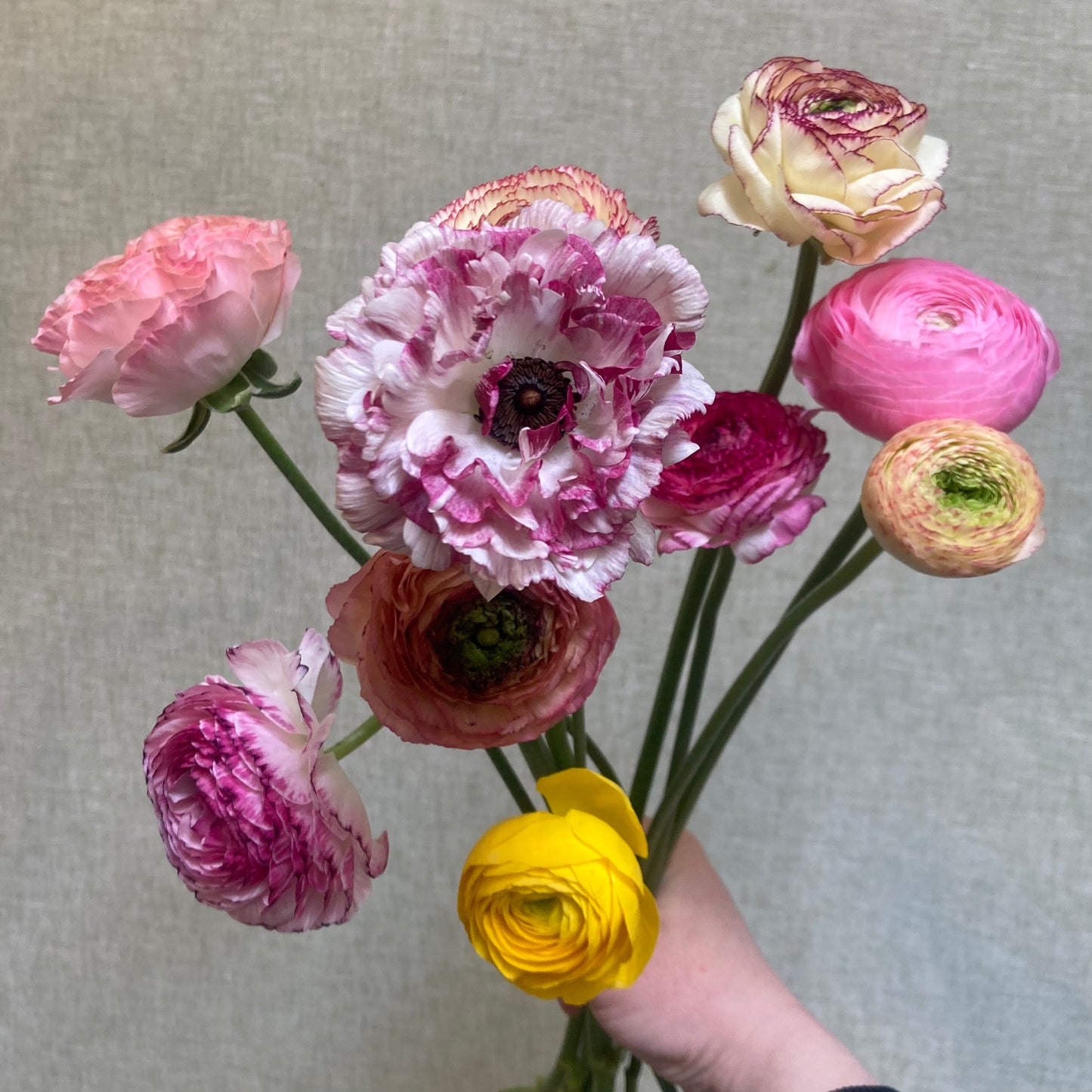 Ranunculus bunch