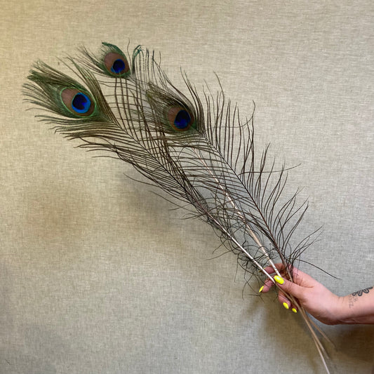 Peacock feather