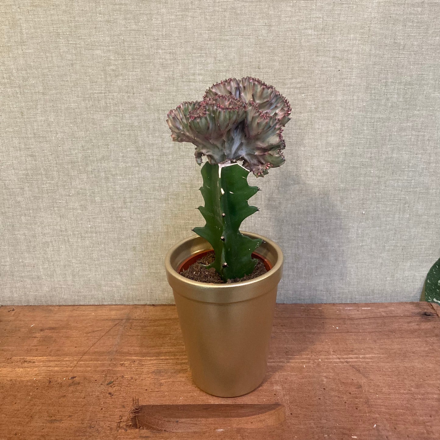 Grafted Cactus - 3.25"