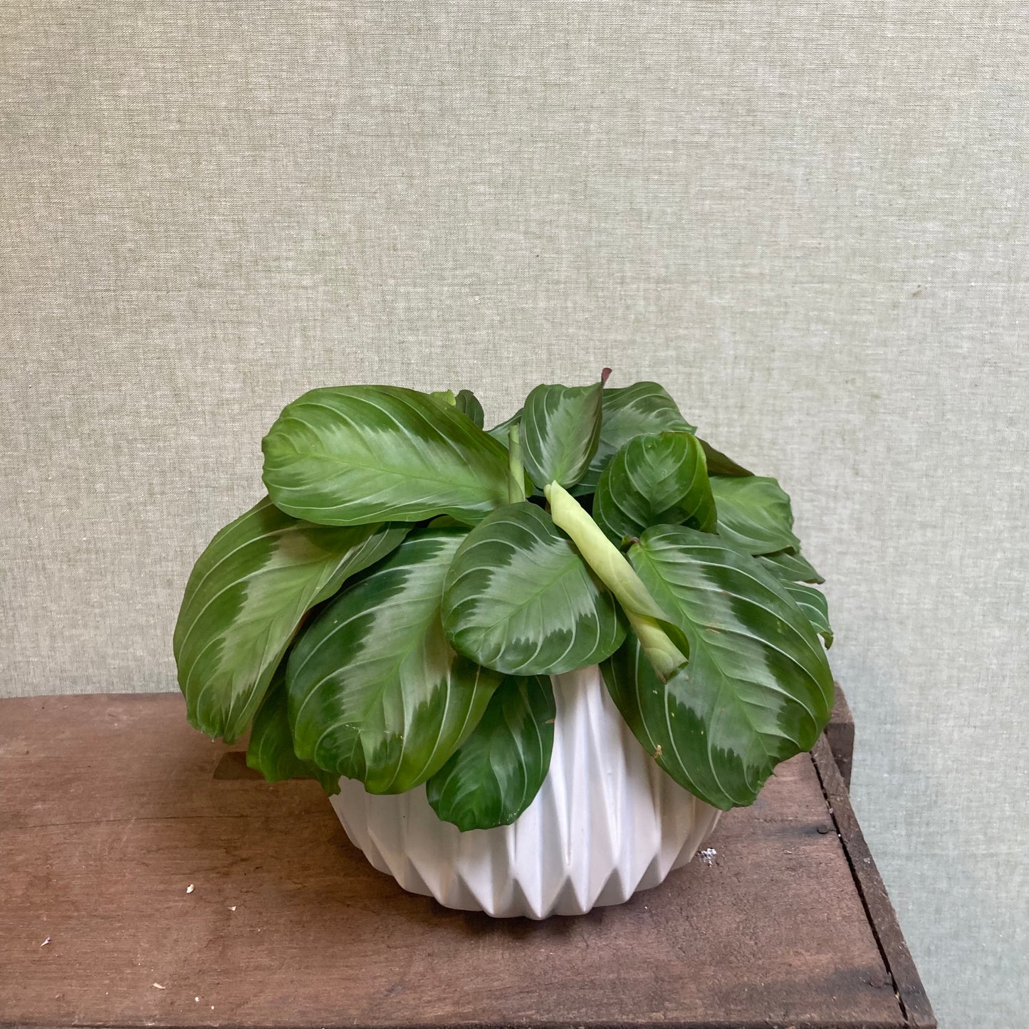 Prayer Plant- Silver Band