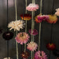 Dried Strawflower Garland