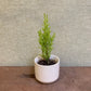 Lemon Cypress Tree