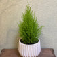 Lemon Cypress Tree