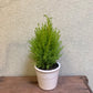 Lemon Cypress Tree