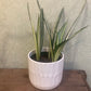 Snake Plant (Sanseveria) - Sayuri 6”