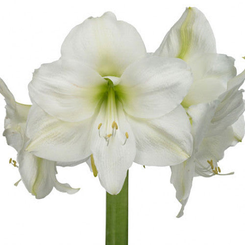 Amaryllis Bulb