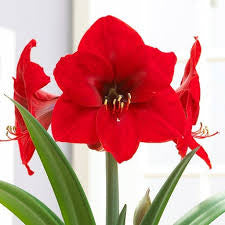 Amaryllis Bulb