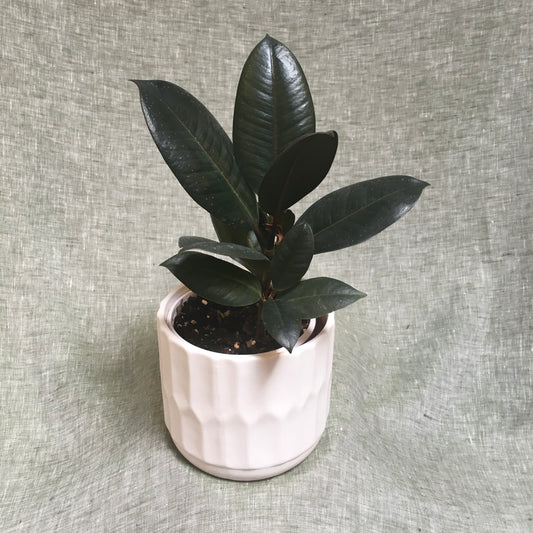 Rubber Plant (Ficus Elastica) - Dark