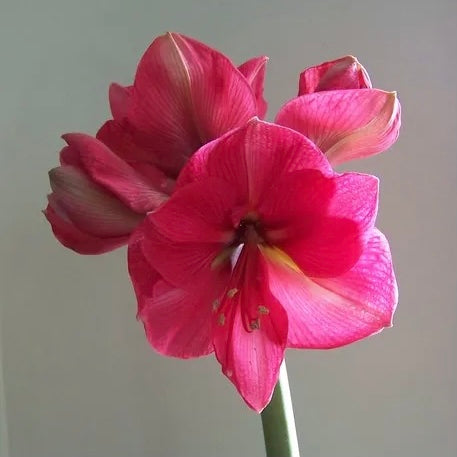 Amaryllis Bulb