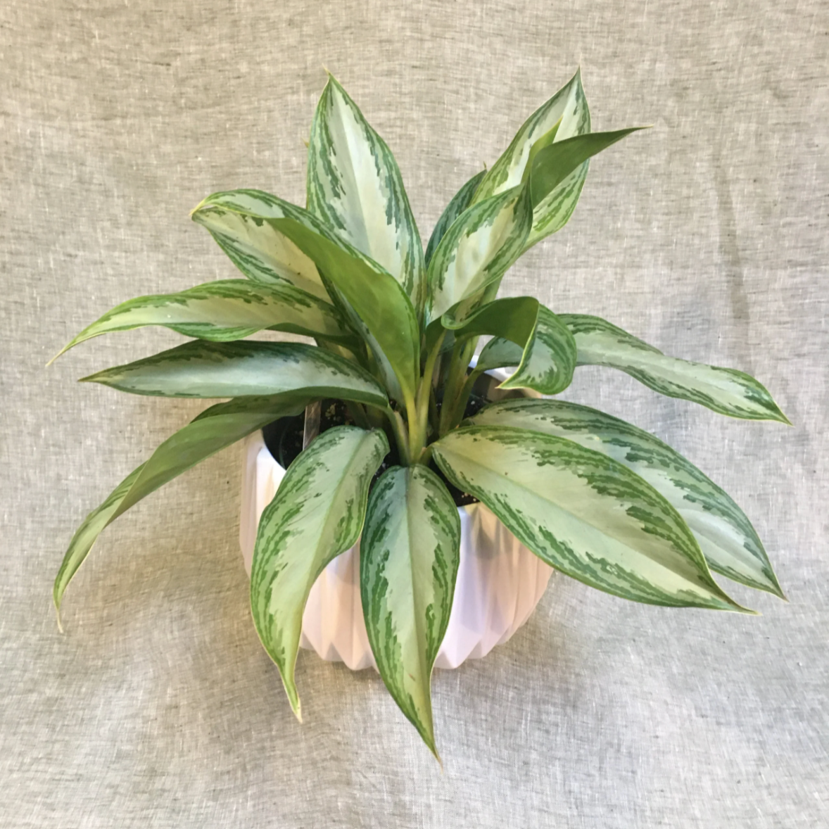 photo of aglaonema on neutral background